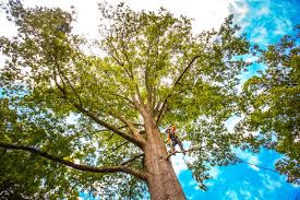  Manistee, MI Tree Care Pros