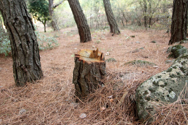 How Our Tree Care Process Works  in  Manistee, MI