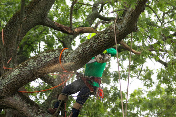 Best Tree and Shrub Care  in Manistee, MI