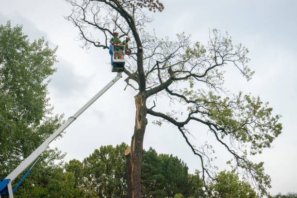 Best Stump Grinding and Removal  in Manistee, MI