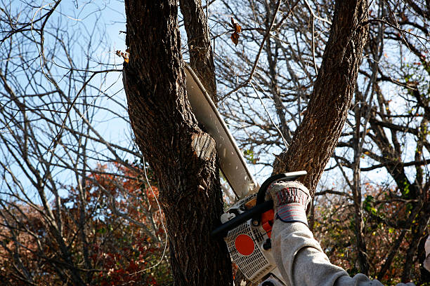 Best Tree Trimming and Pruning  in Manistee, MI