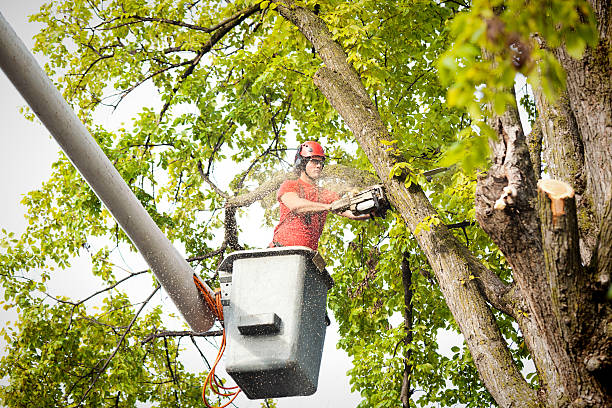 Best Arborist Consultation Services  in Manistee, MI